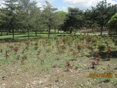 芍药-长春公园(普阳街道)