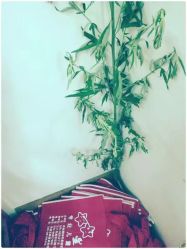 -星豆豆儿童摄影(南郊太白南路店)