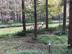 -黄海国家森林公园