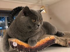 -有猫儿腻咖啡厅.猫咖