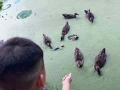 -莲湖公园