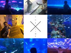 -芜湖新华联大白鲸海洋公园