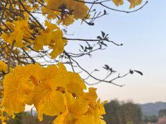 -天适樱花悠乐园