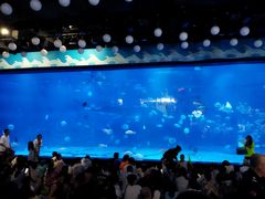 -烟台海昌鲸鲨海洋公园