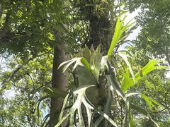 -中国科学院西双版纳热带植物园