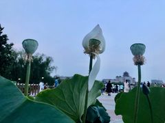 -莲花池公园