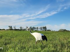 -盐城丹顶鹤湿地生态旅游区