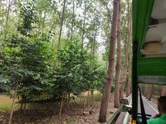 -合肥滨湖国家森林公园