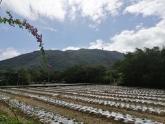 -亚龙湾国际玫瑰谷