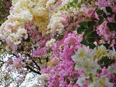 -深圳国际园林花卉博览园