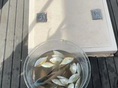 -小猫钓鱼海钓俱乐部(椰梦长廊店)