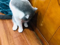 -李小姐の猫咖啡馆(五角场店)
