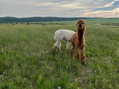 -塞罕坝国家级自然保护区