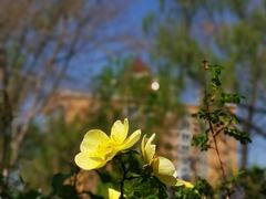 -海棠花溪(元大都城垣遗址公园)