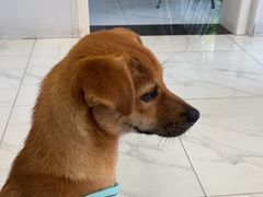 -艾吉宠物医院·疑难杂症转诊中心·猫友好(碧江路院)
