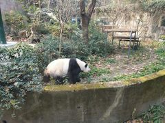 -成都动物园