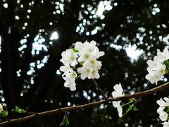 -东京国立博物馆法隆寺宝物馆