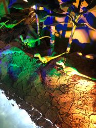 -恐龙探索乐园(磁器口店)