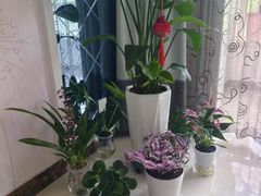 -大自然花鸟鱼虫市场