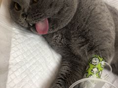 -北京观赏动物医院·24小时大型综合·猫专科·异宠专科