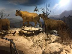 -陕西自然博物馆