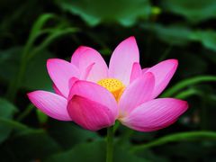 -荷塘月色湿地公园·向阳花洲