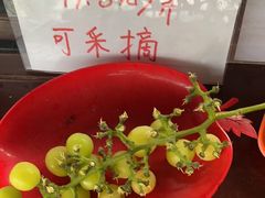 -马陆小张葡萄园农家乐