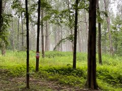 -黄海国家森林公园