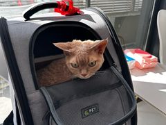 -喜多萌中农锦绣动物医院24H·猫科·牙科MRI·CT