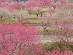 -花开海上生态园