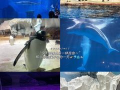 -海合安武汉极地海洋公园