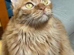 -瑞派伍一宠物医院·眼科·骨科·猫科转诊中心(马王堆院)