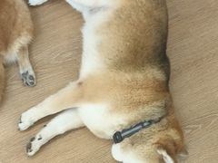 -是阿柴呀！柴犬咖啡·爱喵喵猫咖