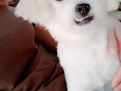 -安安宠医·安宠宠物医院