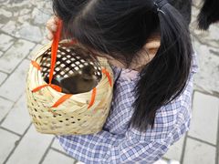 -白洋淀景区