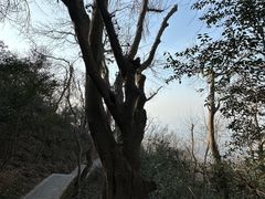 -紫金山山顶公园