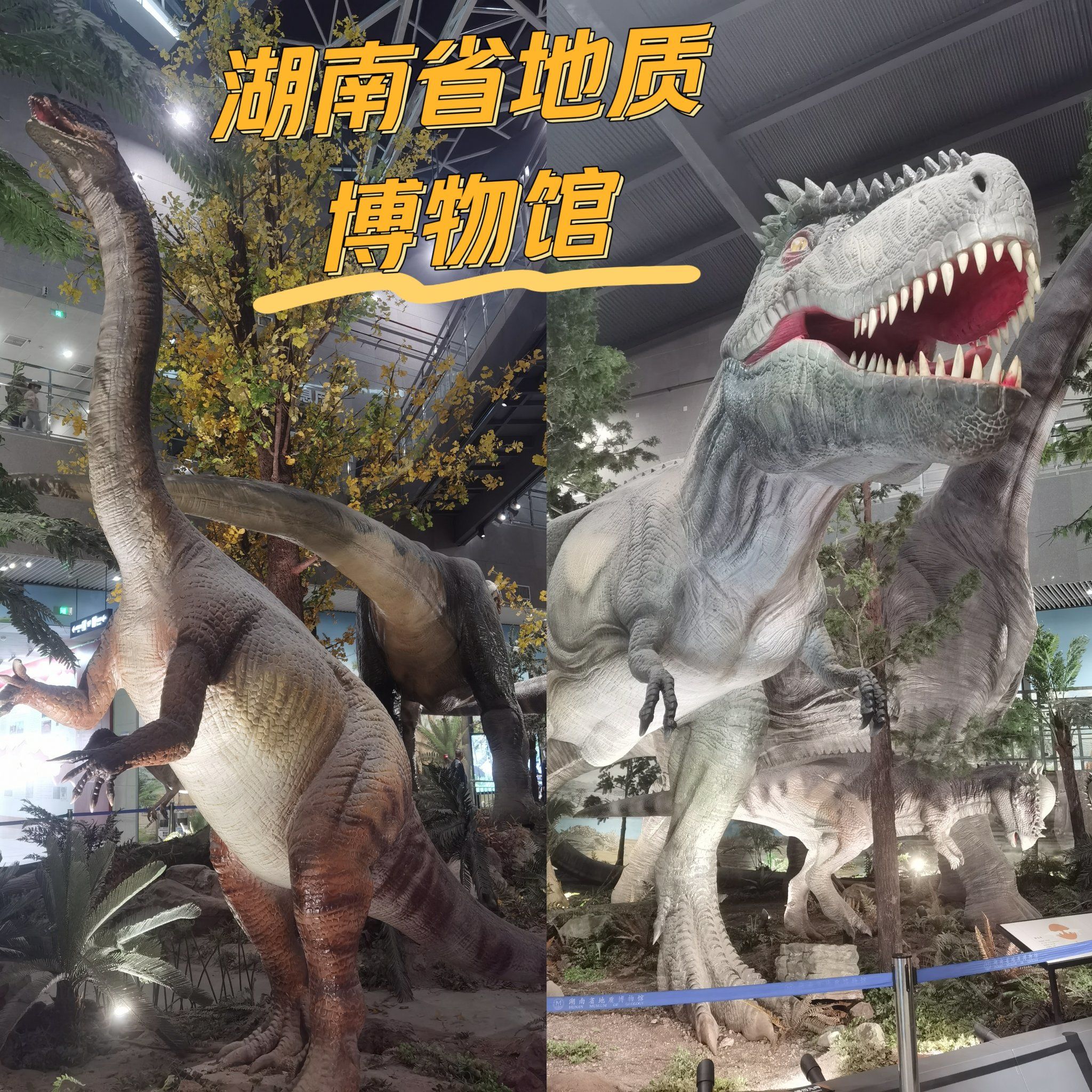 博物馆 #纯天然奇石 
湖南省地质博物馆
免费对外开放
有恐龙