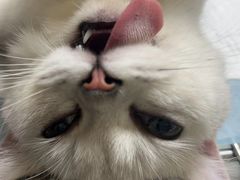 -乐琪宠物医院·犬猫专科·骨外科·急重症
