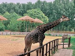 -北京野生动物园