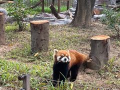 -深圳野生动物园