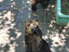 -西霞口神雕山野生动物世界