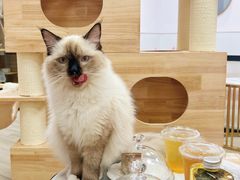 -猪盟咖啡店(玖洲道店)