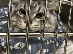 -佳雯宠物医院(金华南路分院)