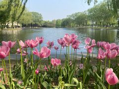 -石家庄市植物园