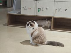 -藏猫猫咖啡主题馆(中央大道店)