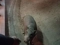 -清迈夜间动物园