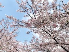 -高东镇樱花园
