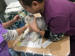 -伟伟宠物医院·CT影像中心·瑞派犬猫综合性门诊(汉口总院)