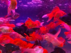 -双季花艺园艺市场(浦东店)