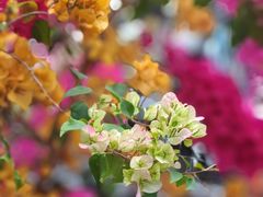 -佛山市中医院(院本部)